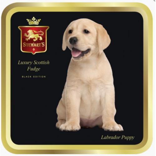 Stewarts Fudge Black Collection - Labrador