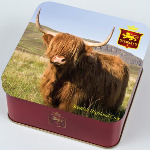 Scottish Highland Cow