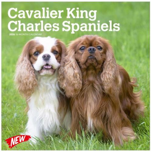Calendar Cavalier King Charles Spaniels 2026